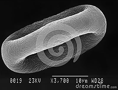 Pollen particle magnified Stock Photo