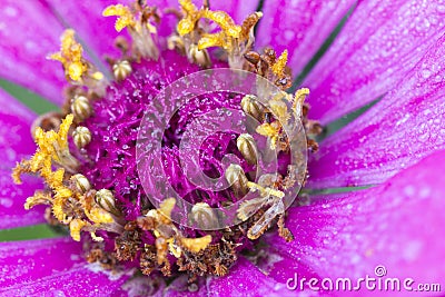 Pollen Pink Flower Macro shot Stock Photo