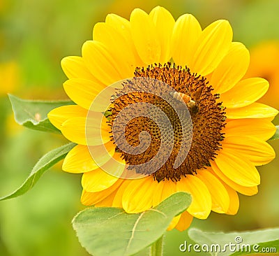 The Pollen of Sunflower with a Bee Stock Photo
