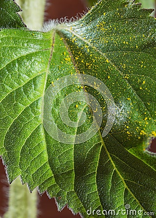 Pollen on a sunflower leaf Stock Photo