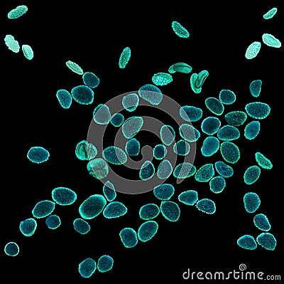 Magnified pollen grains under the light microscope, black background Stock Photo