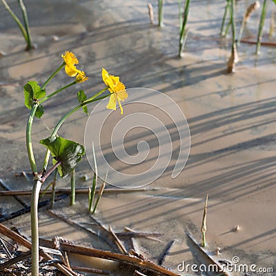 Pollen on water and kingcup flowers Stock Photo