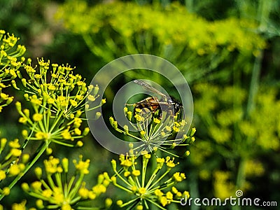 Pollinating Stock Photo