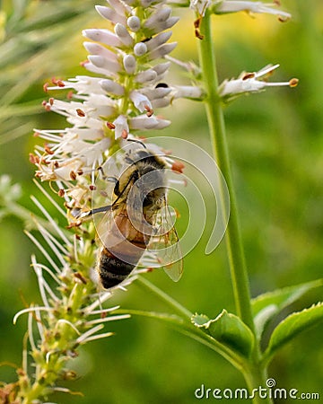 Pollinating Honey Bee On Flower Stock Photo
