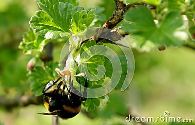 Pollination Stock Photo