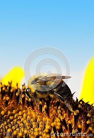 Pollination - Bee Feeding Stock Photo
