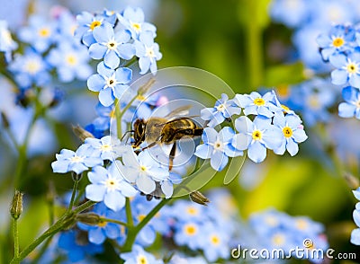 Pollination bee on the flower Stock Photo