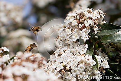 Pollination, bees and pollen Stock Photo