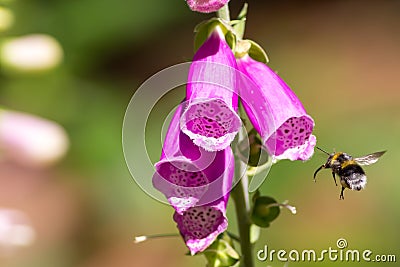 Pollination. Bumble bee flying towards garden foxglove flower. Stock Photo