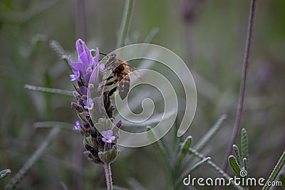 Pollination. Bumble bee in a lavender. Stock Photo