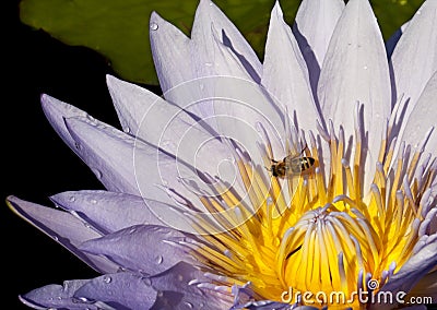 Pollination: Closeup of a water lily with bee Stock Photo