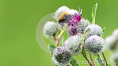 Pollination concept: close-up of a bumblebee on purple Great Globe Thistle flower with blurred green background Stock Photo