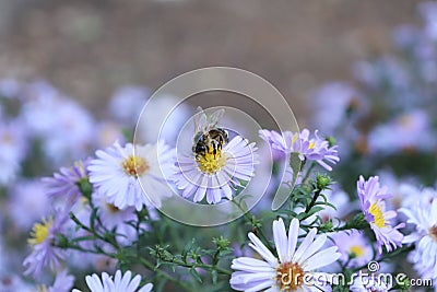 Pollination of flowers in autumn Stock Photo
