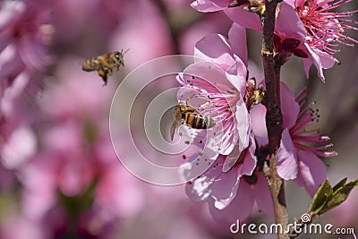 Pollination of flowers by bees peach. Stock Photo