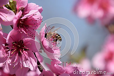 Pollination of flowers by bees peach. Stock Photo