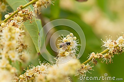 The pollination by insect bee at organic farm Stock Photo