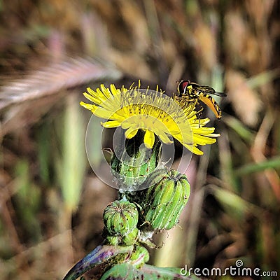 Pollination Stock Photo