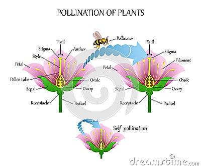 Pollinating plants with insects and self-pollination, flower anatomy education diagram, botanical biology banner. Vector illustrat Vector Illustration