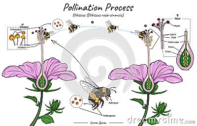 Pollination process of a flower hibiscus flower with bumblebee as pollinator illustration Vector Illustration