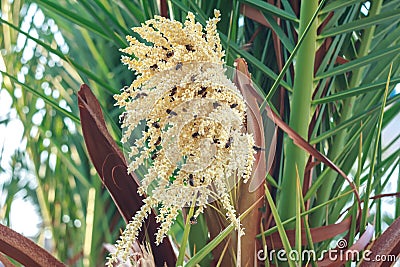 Pollination process of phoenix or date palm by Stock Photo