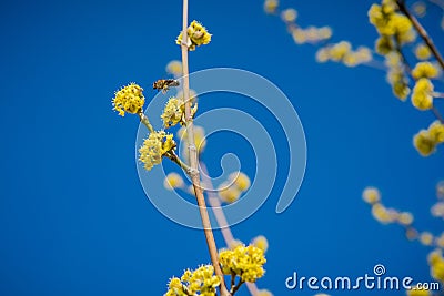 Pollination of trees Stock Photo