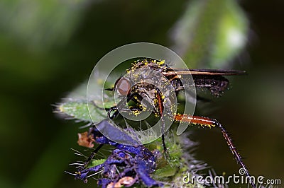 Pollinator fly Stock Photo