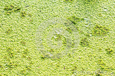 Polluted pond with algal scum. Stock Photo