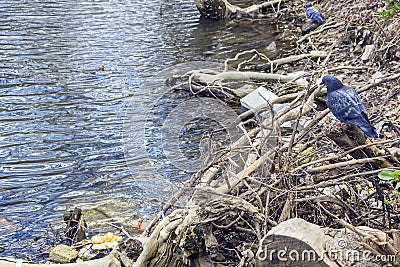 Polluted pond. Debris, polyurethane foam in water, birds doves Stock Photo
