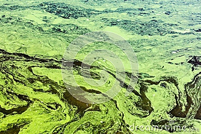 Polluted waters by toxic chemicals with green and yellow scum Stock Photo