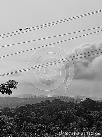 Pollution birds wires bnw Stock Photo