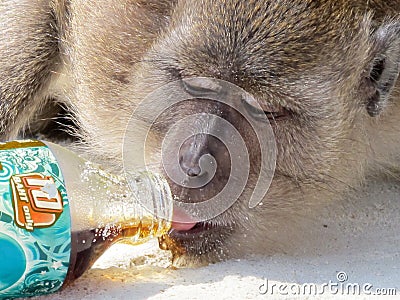 Pollution Monkey drinking from soda bottle 1/2 Editorial Stock Photo