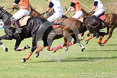 Polo Stock Photo