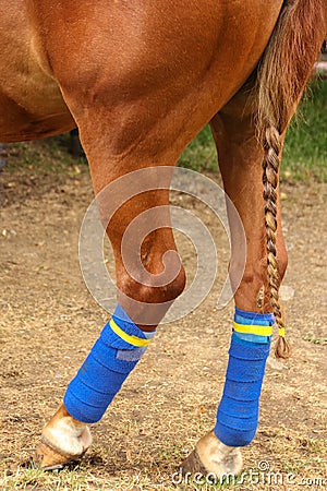 Polo horse. Hind legs and braided tail. Stock Photo