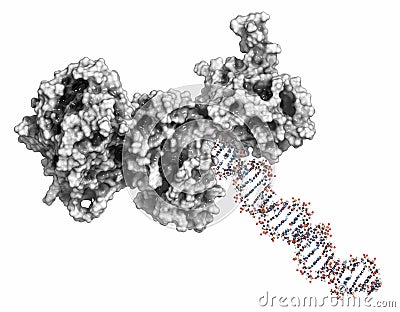 Poly ADP-ribose polymerase 1 PARP-1 DNA damage detection protein. Target of cancer drug development. 3D rendering, ball &. Stock Photo