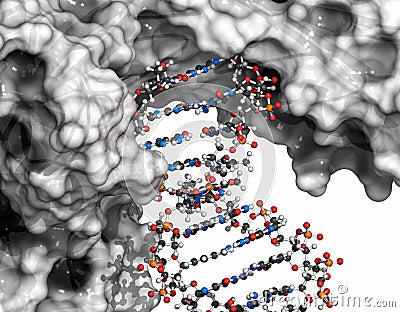 Poly (ADP-ribose) polymerase 1 (PARP-1) DNA damage detection protein. Target of cancer drug development Stock Photo