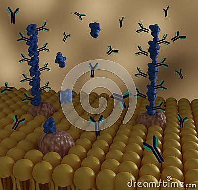 Poly Protein G with Detection Antibodies to enhance Immunoassays sensitivity on the lipid bilayer bacteria outer layer Stock Photo