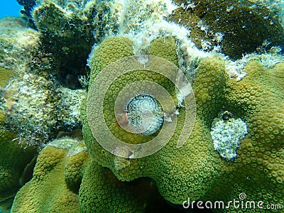 Polychaete Christmas tree worm or spiral-gilled tubeworm Spirobranchus giganteus and Mountainous star coral Orbicella faveolata Stock Photo