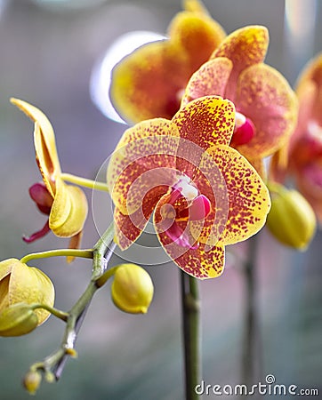 Polychrome butterfuly orchids Stock Photo