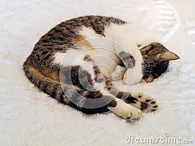 Six-toed cat sleeping on bedspread Stock Photo