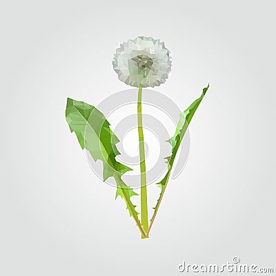 Polygonal dandelion matured white with leaves Vector Illustration