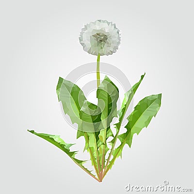 Polygonal dandelion matured white with leaves Vector Illustration