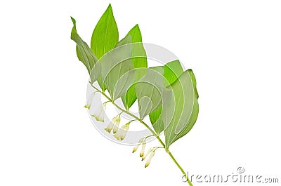 Polygonatum flower on white background Stock Photo