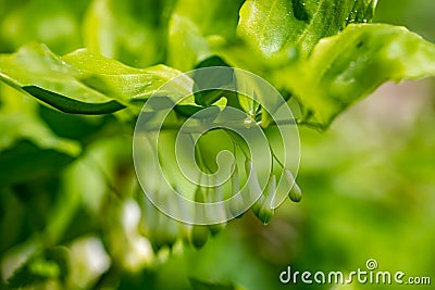 Polygonatum multiflorum flower in meadow, macro Stock Photo