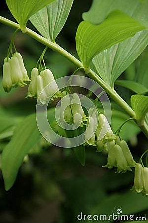 Polygonatum multiflorum Stock Photo