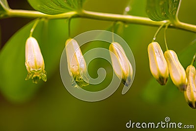 Polygonatum odoratum flower, known as corner Solomon's seal or scented Solomon's seal Stock Photo