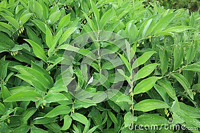 Polygonatum odoratum plants Stock Photo