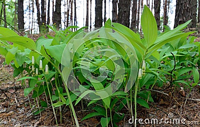 Polygonatum odoratum, Solomon`s seal or scented Solomon`s seal Stock Photo