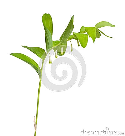 Polygonatum odoratum, Solomon`s seal or scented Solomon`s seal Stock Photo