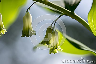 Polygonatum odoratum white forest flowers in bloom, springtime wild flowering plant Stock Photo