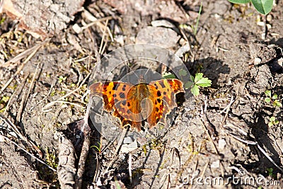 Polygonia c-album, anglewing butterflies Stock Photo